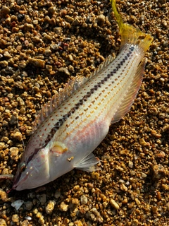 ギザミの釣果