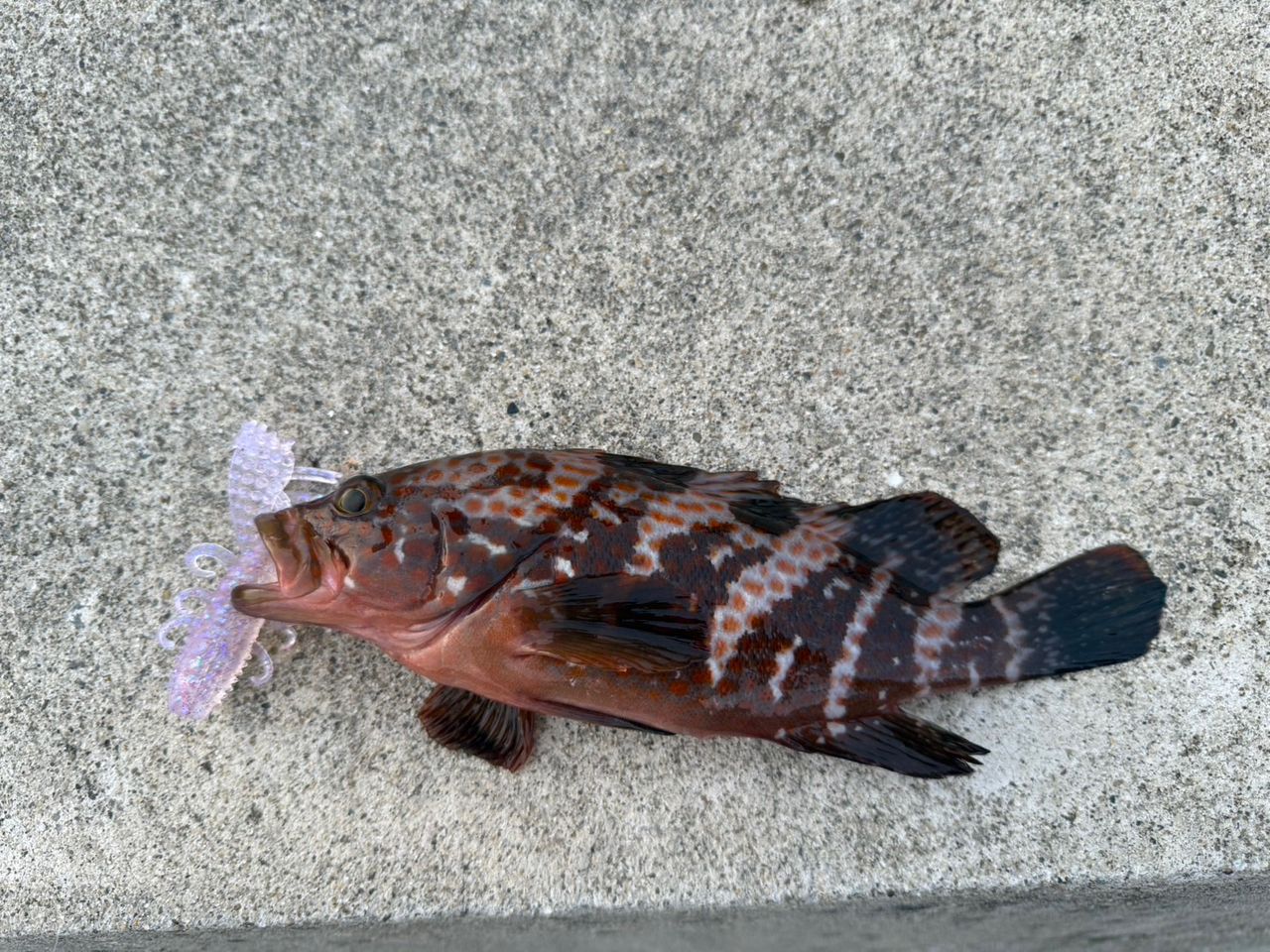 アコウ