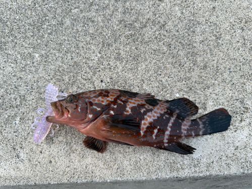 アコウの釣果