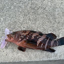 アコウ