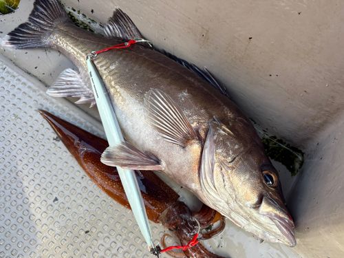 アラの釣果
