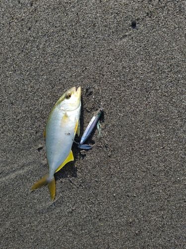 ショゴの釣果