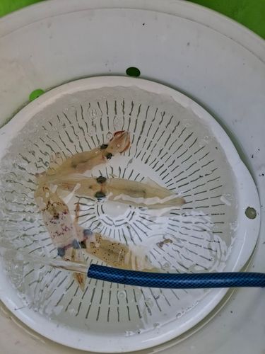 マルイカの釣果