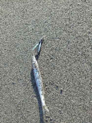 カマスの釣果