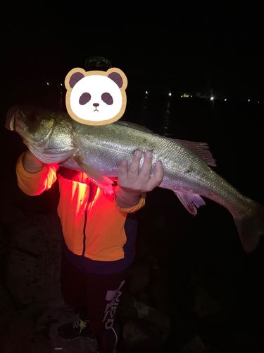 スズキの釣果