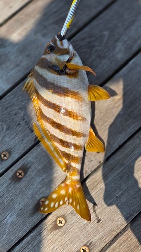 タカノハダイの釣果