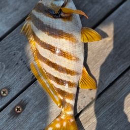 タカノハダイ