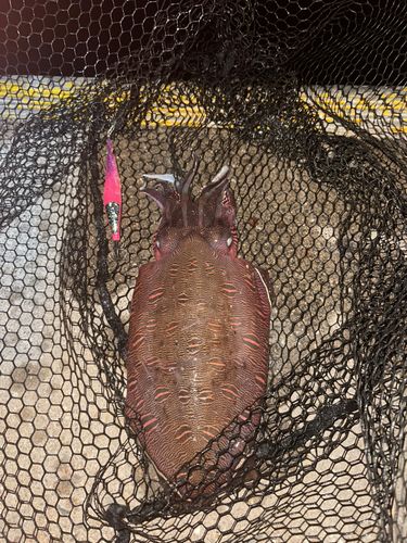 モンゴウイカの釣果