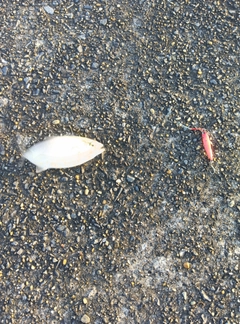 ショゴの釣果
