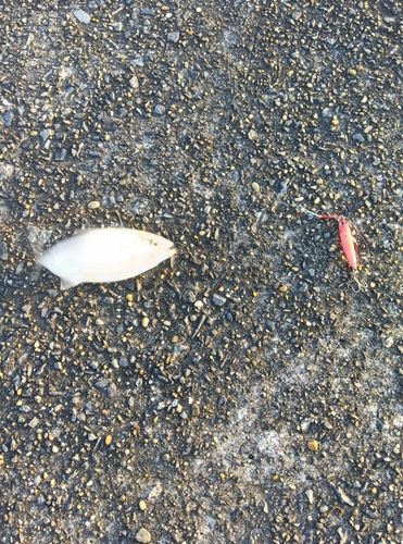 ショゴの釣果