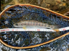 ヤマメの釣果