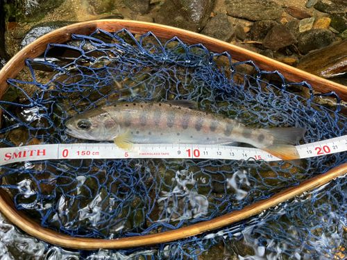 ヤマメの釣果