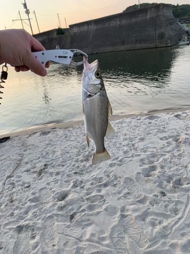 セイゴ（マルスズキ）の釣果
