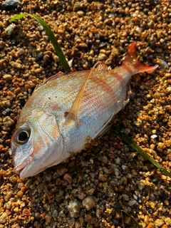 チャリコの釣果