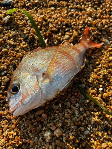 チャリコの釣果