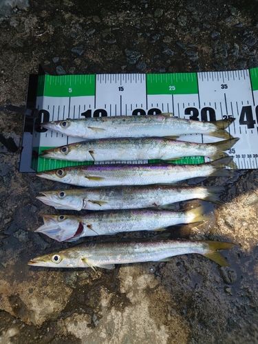 カマスの釣果