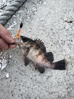 シロメバルの釣果
