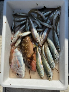 キスの釣果