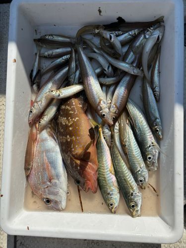キスの釣果