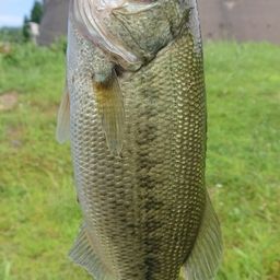 ラージマウスバス