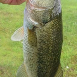 ラージマウスバス