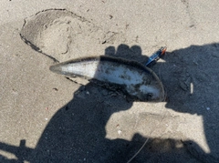 シタビラメの釣果