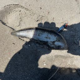 シタビラメ