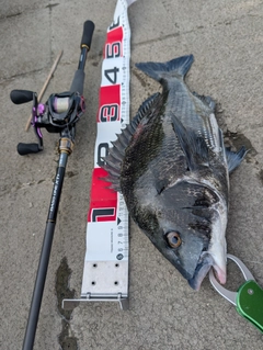 クロダイの釣果