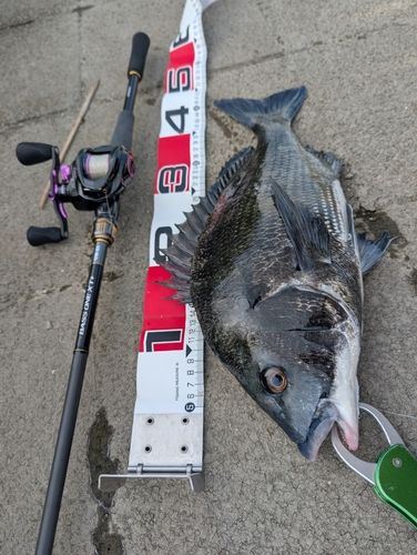 クロダイの釣果