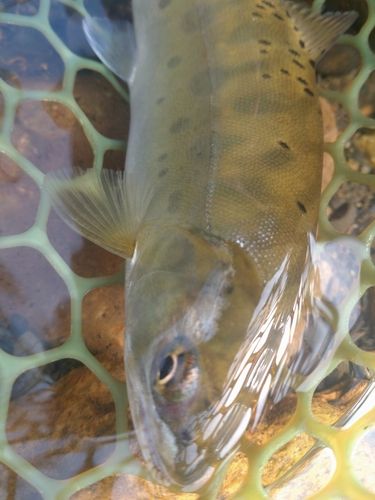 ヤマメの釣果