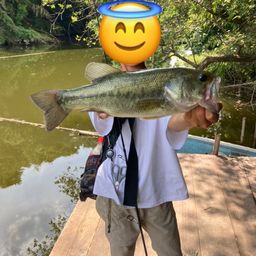 ラージマウスバス