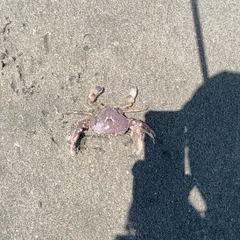 カニの釣果