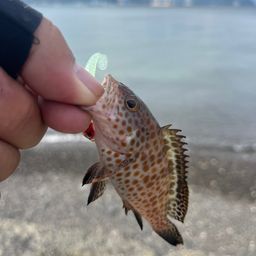オオモンハタ