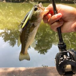 ラージマウスバス