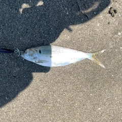 コノシロの釣果