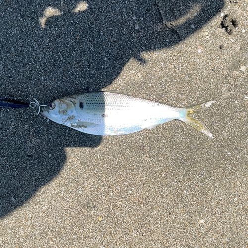 コノシロの釣果