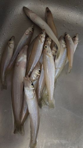 シロギスの釣果