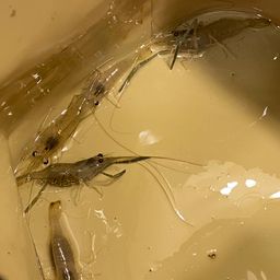 テナガエビ