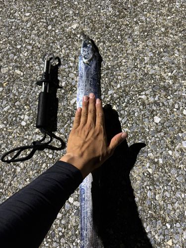 タチウオの釣果