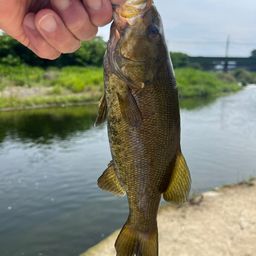 スモールマウスバス