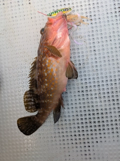 キジハタの釣果