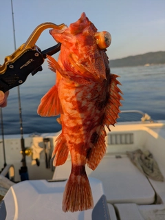 アラカブの釣果