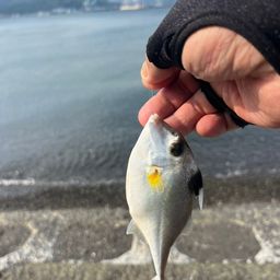 ギマ