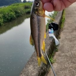 カワムツ