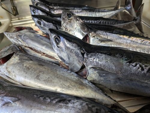 ソウダガツオの釣果