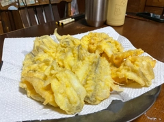 シロギスの釣果