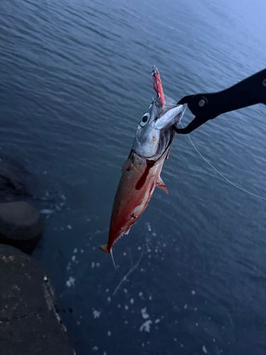 サバの釣果