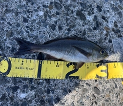 イサキの釣果