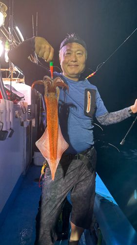 ヤリイカの釣果