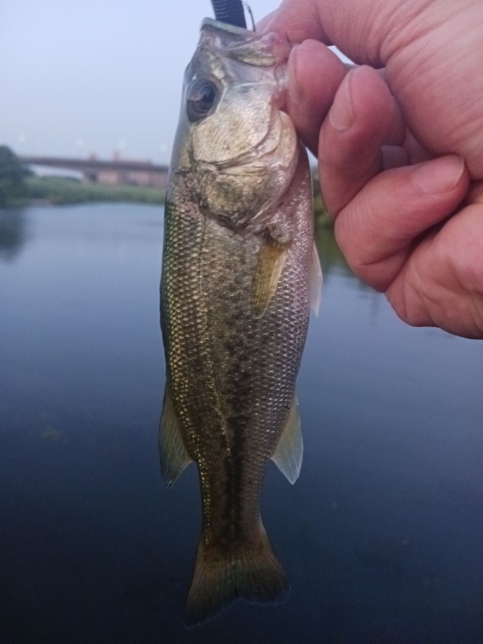 ラージマウスバス